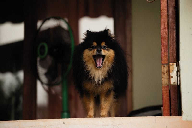 Non-Stop Barking Sessions