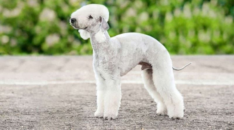 Bedlington Terrier