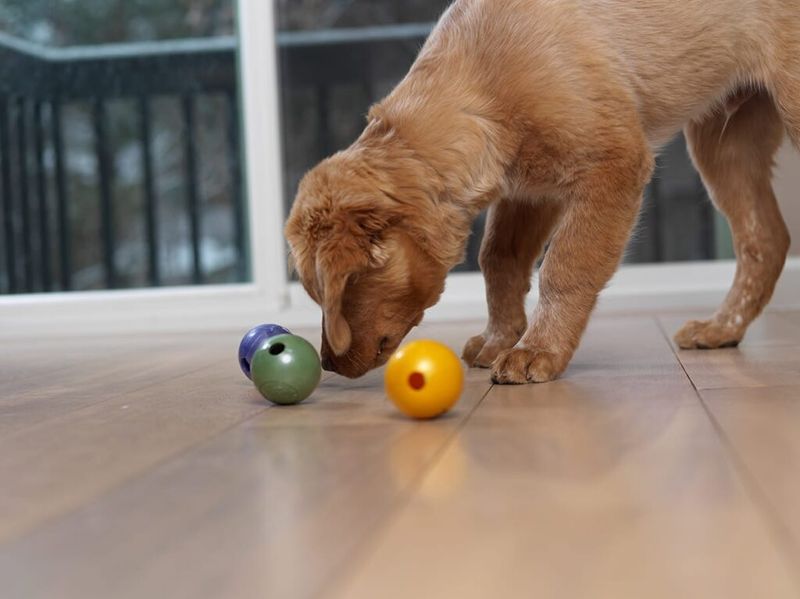 Swap Treats for Praise or Toys
