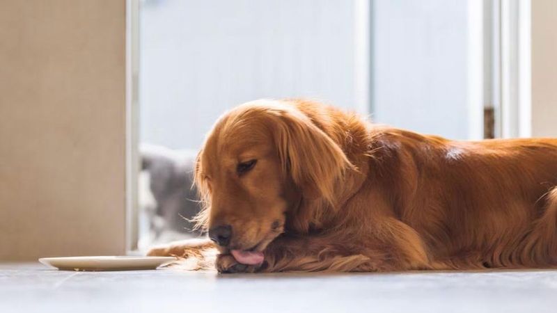 Excessive Licking Won't Quit