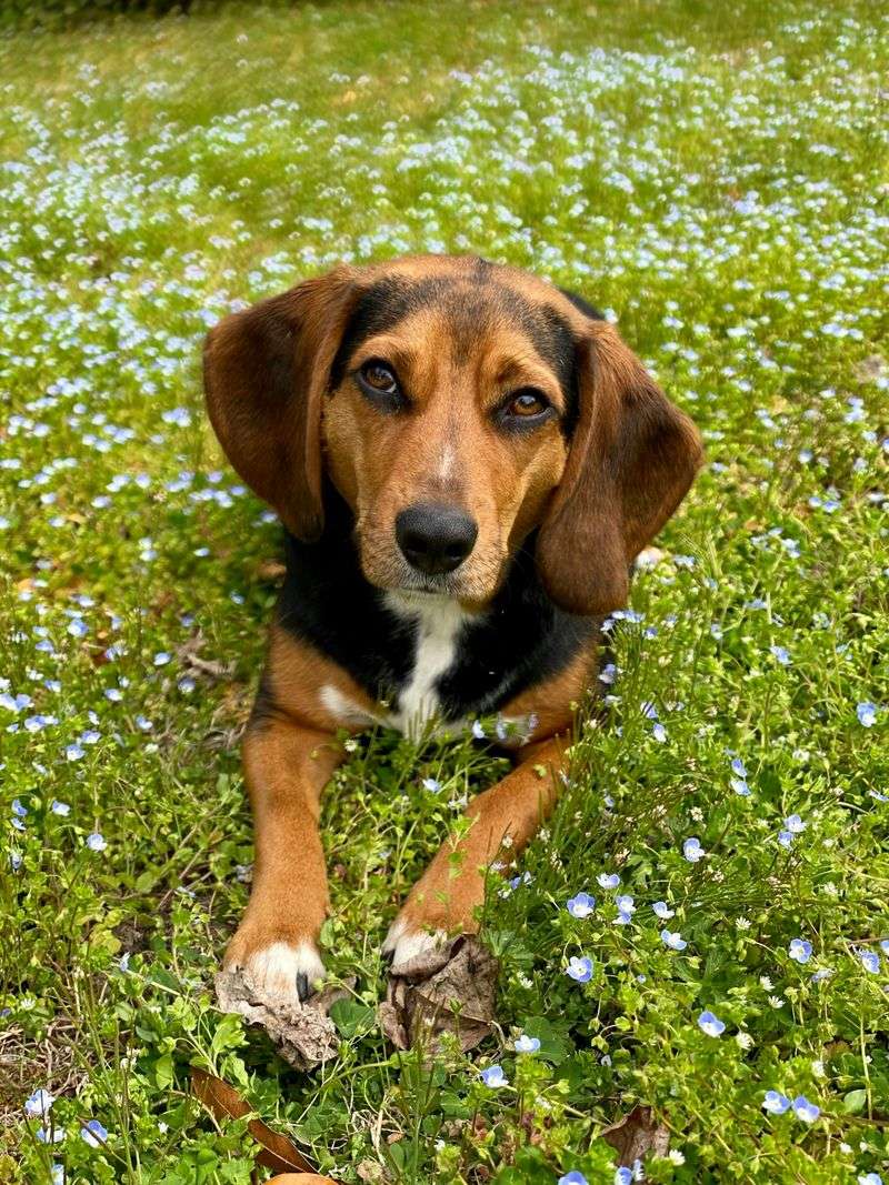 Beagle