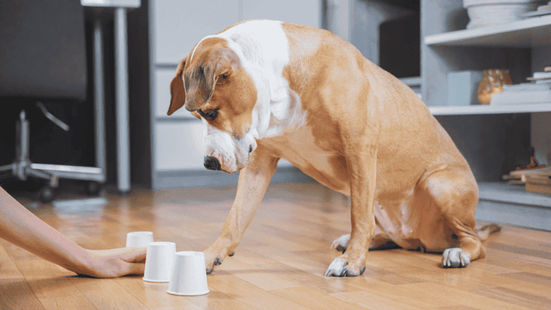 Incorporate Scent Work or Nose Games