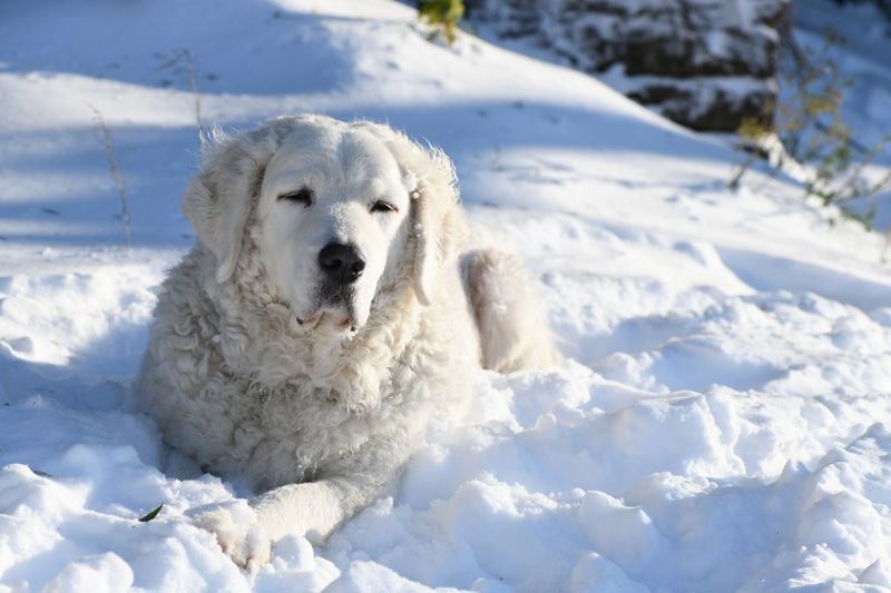 Kuvasz