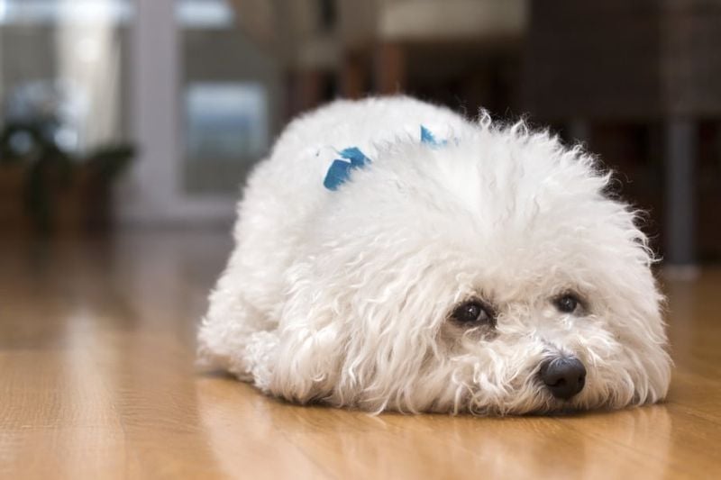 Bichon Frise: The Powder Puff Panic-er