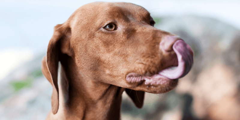 Notice Lip Licking and Yawning