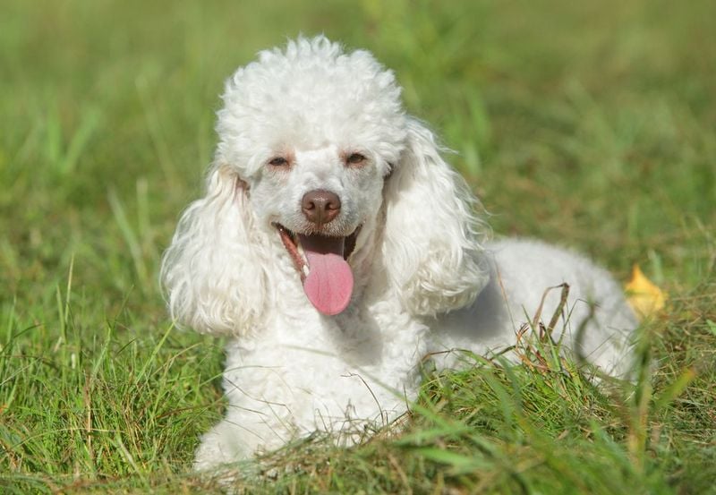 Poodle: Sophisticated and Smell-Free Companion