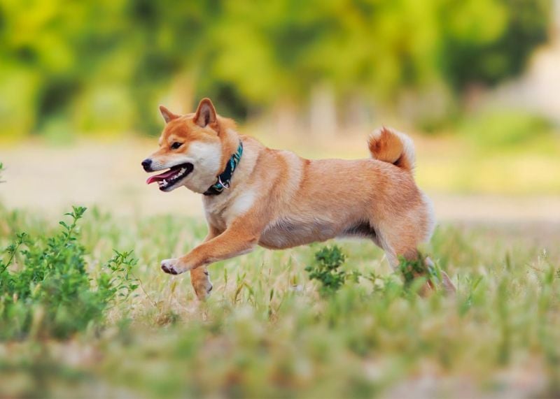 Shiba Inu