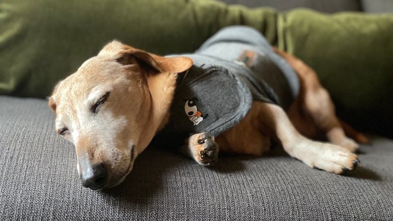 Try a ThunderShirt or Anxiety Wrap
