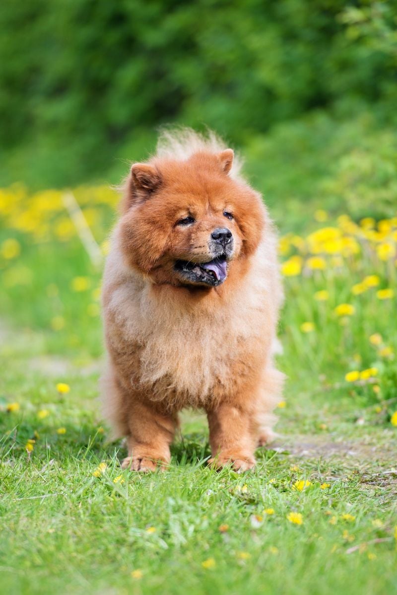 Chow Chow