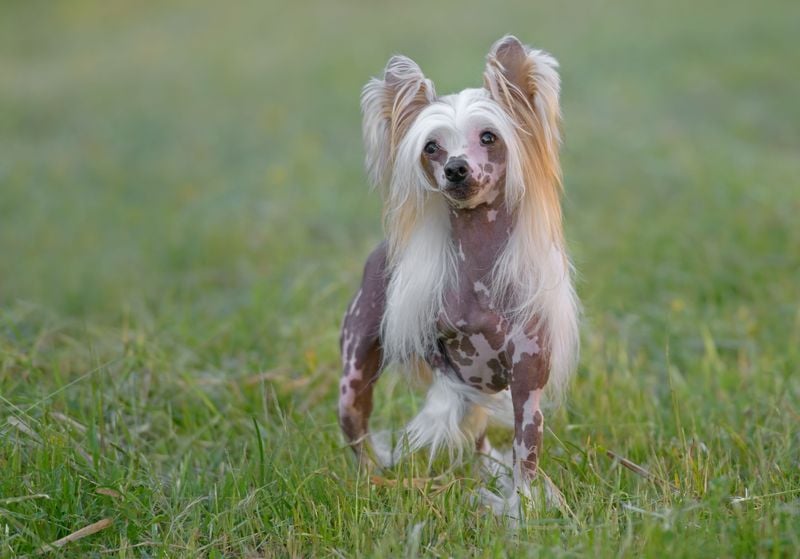 Chinese Crested (Hairless): Exotic Bare Beauty