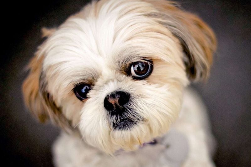 Lion-Hearted Cuties: Shih Tzus
