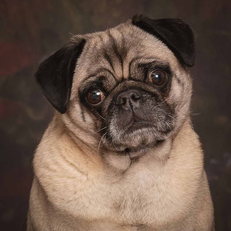 Pug