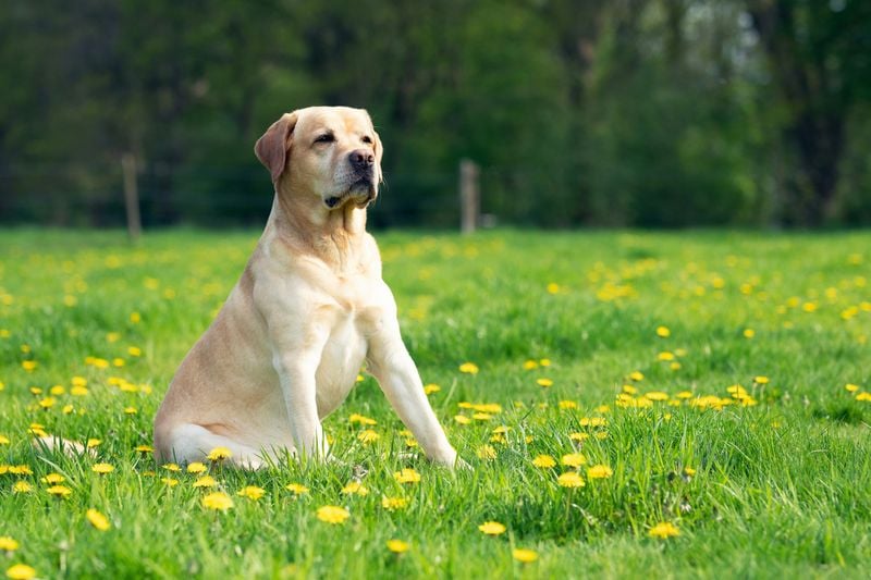Labrador Retriever – The Gentle-Mouthed Retriever (230 PSI)