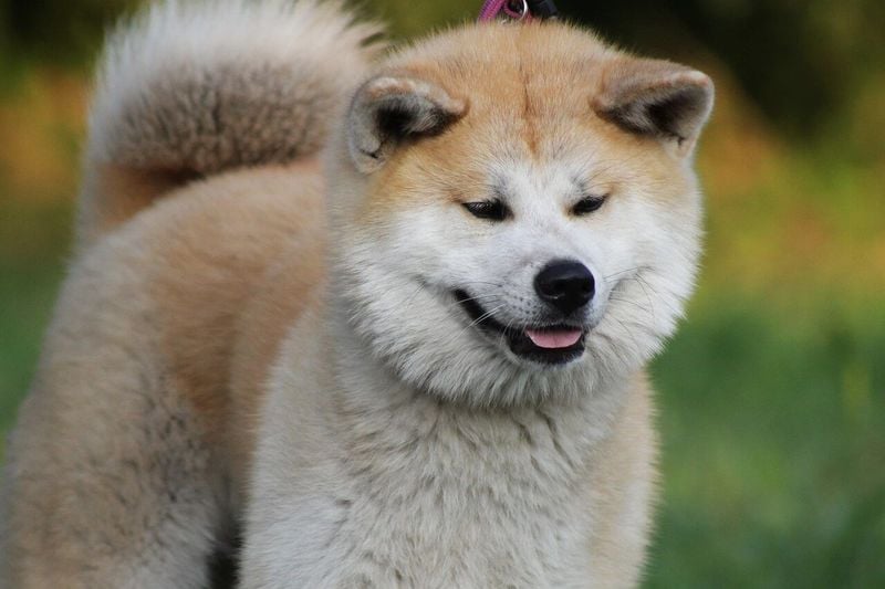 Akita: Powerful Guardian with Strong Opinions