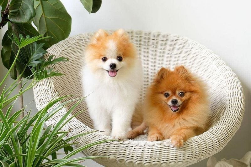Fluffy Furballs: Pomeranians