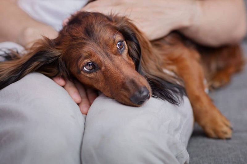 Dachshund: The Tenacious Mood Elevator