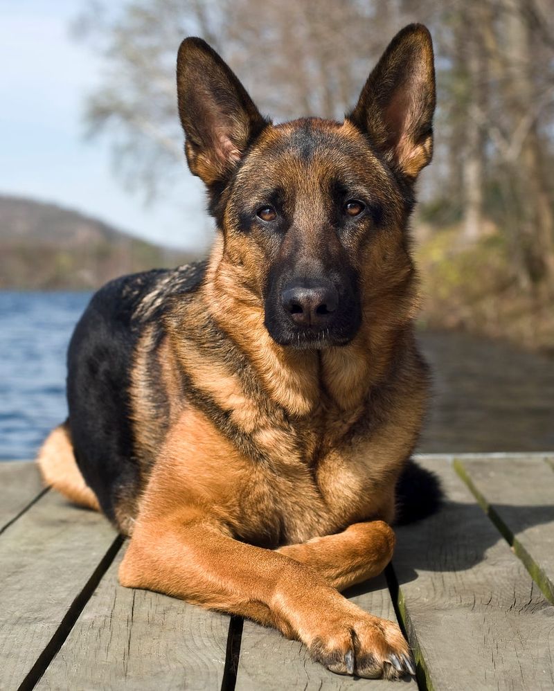 German Shepherd: Vigilant Protectors Who Take Their Jobs Seriously