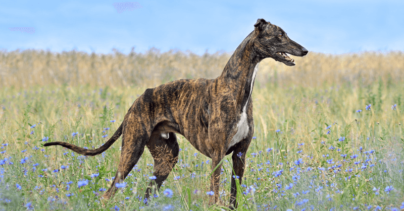 Greyhound