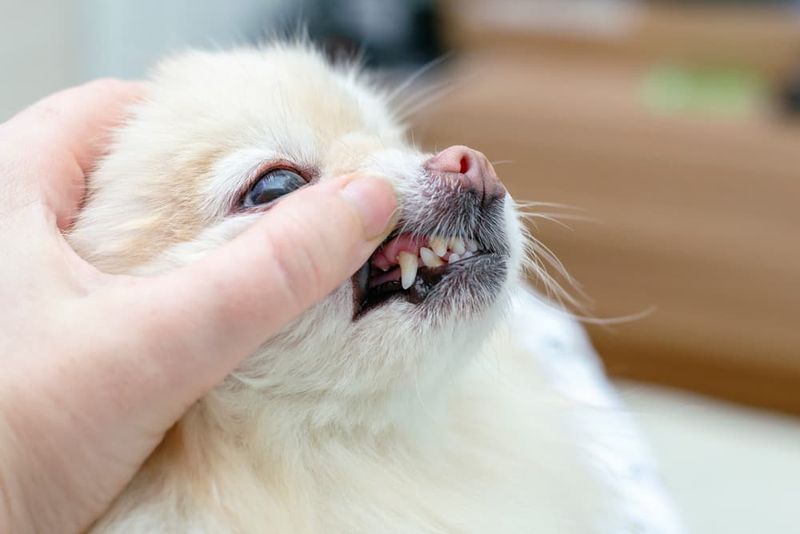 Bad Breath or Red Gums