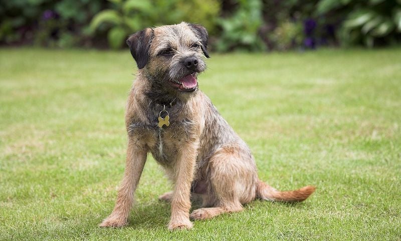 Border Terrier: The Plucky Pal