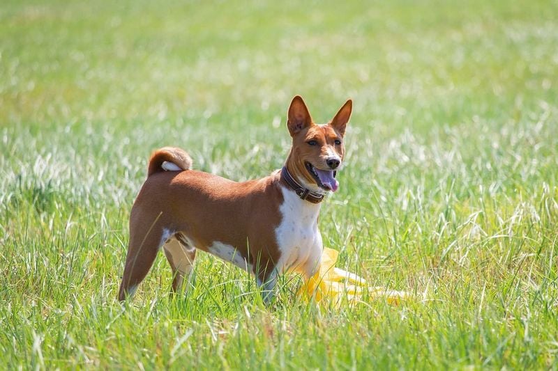 Basenji: The Barkless Wonder With No Smell