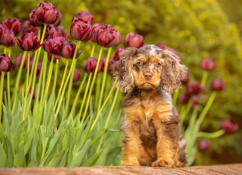 Cocker Spaniel