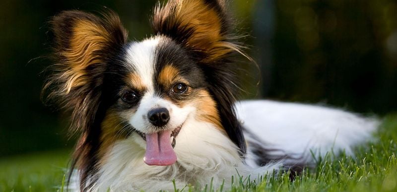 Papillon