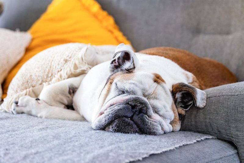 English Bulldog