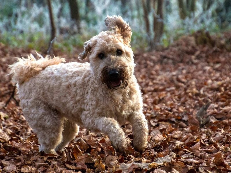 Soft Coated Wheaten Terrier