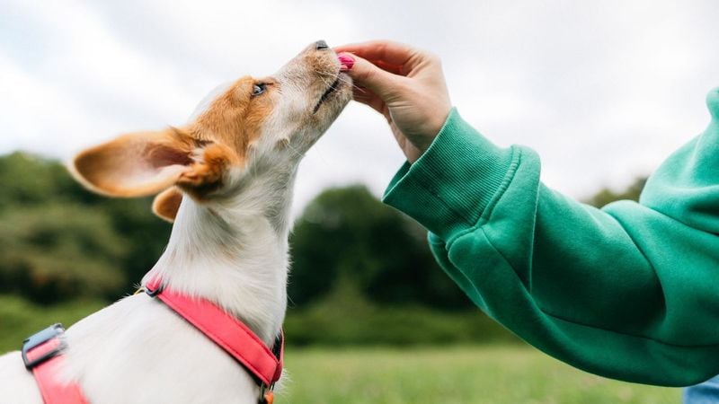 Use Positive Reinforcement Training