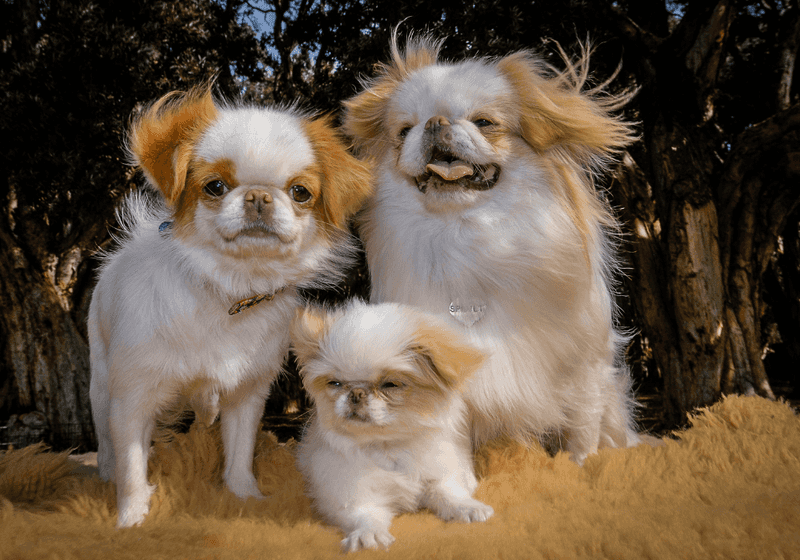 Japanese Chin