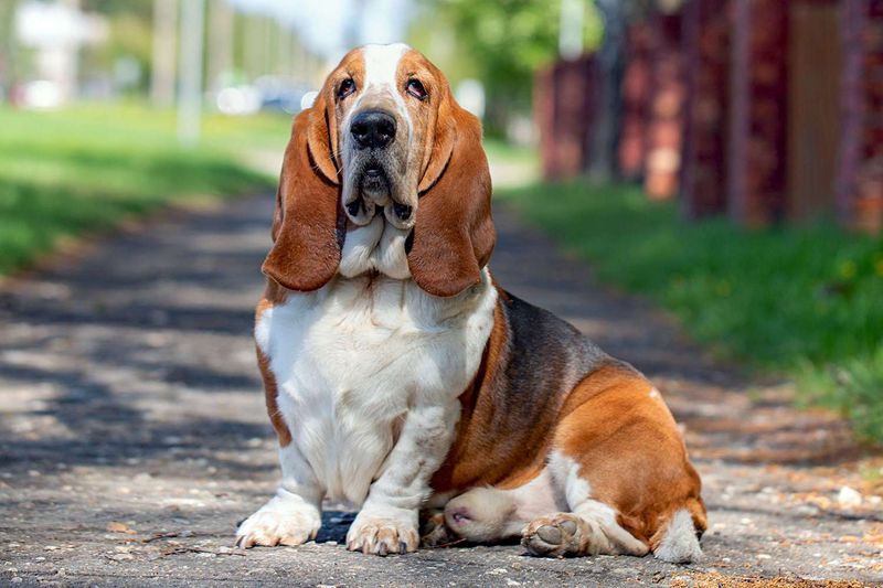 Basset Hound: Low-Riding, High-Tolerance Hounds