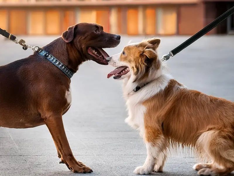 Practice Gradual Socialization