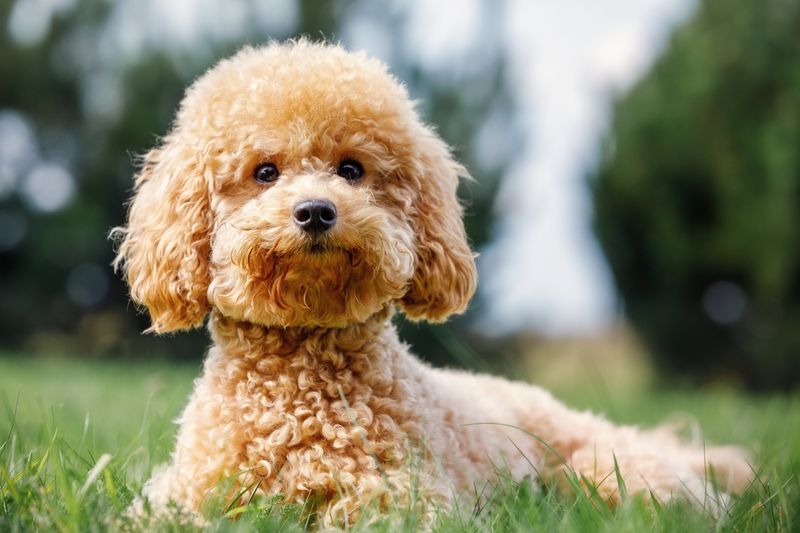 Miniature Poodle