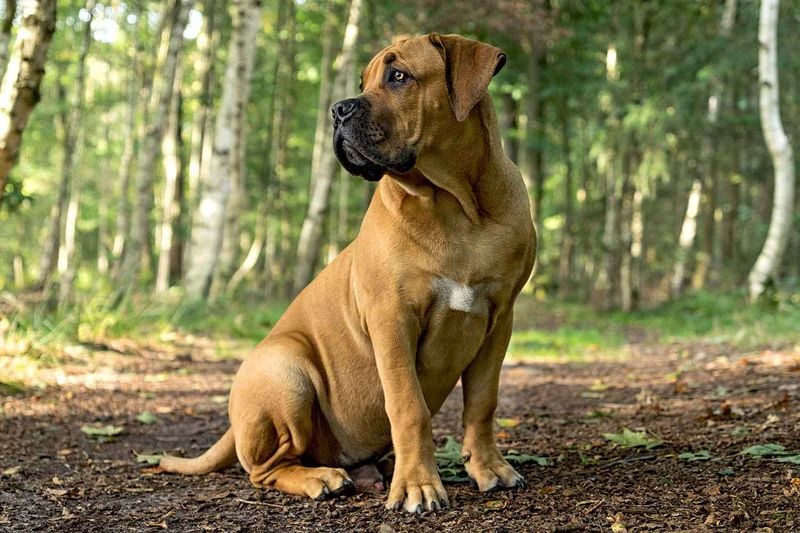 Boerboel: The South African Farmhand