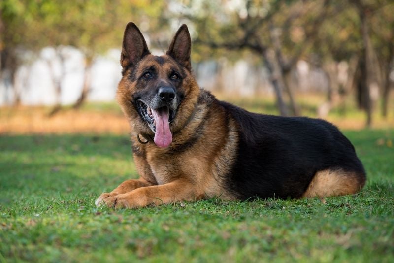 German Shepherd: The Emotionally Protective Guardian