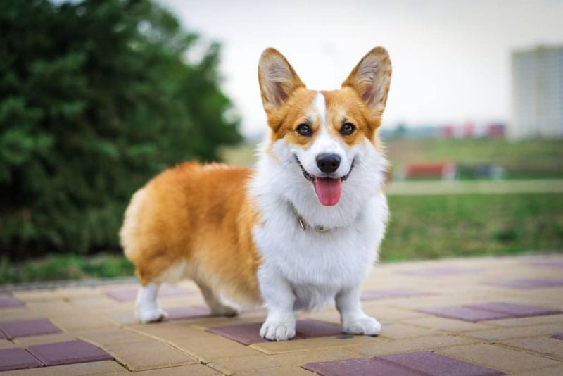 Corgi: The Intuitive Herder of Human Emotions