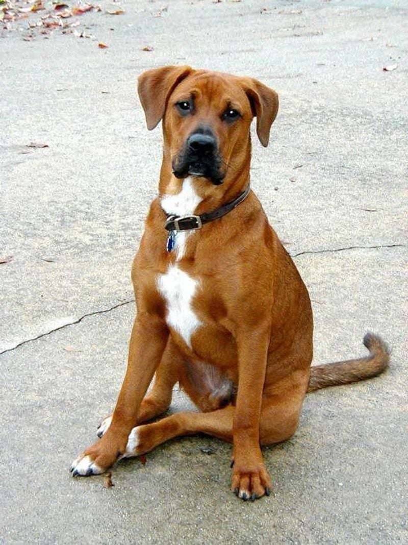 Boxador