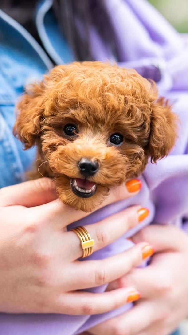 Toy Poodle