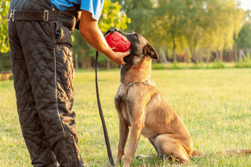 Belgian Malinois