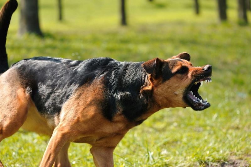 Sudden Aggression Toward People or Other Pets