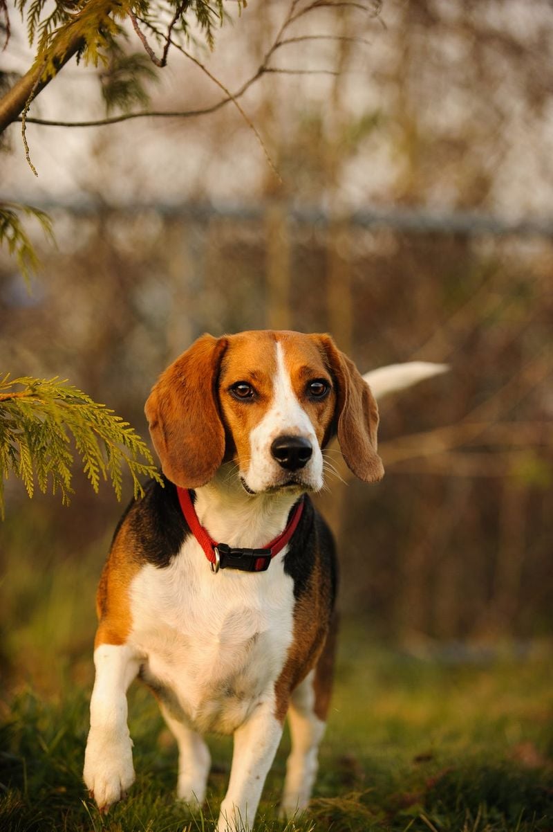 Beagle: The Merry Explorer
