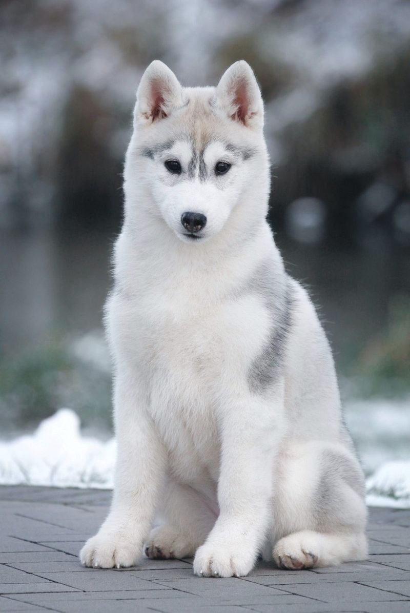 Siberian Husky