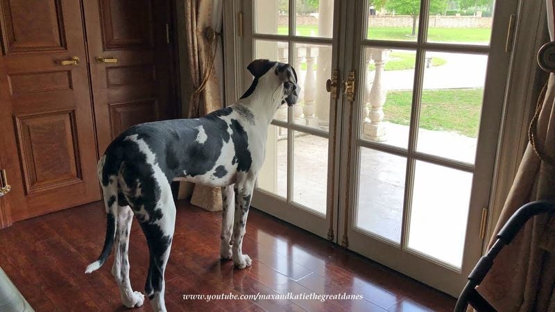 Great Dane