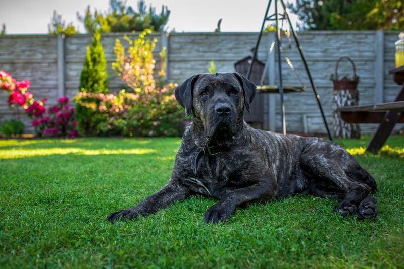 Presa Canario