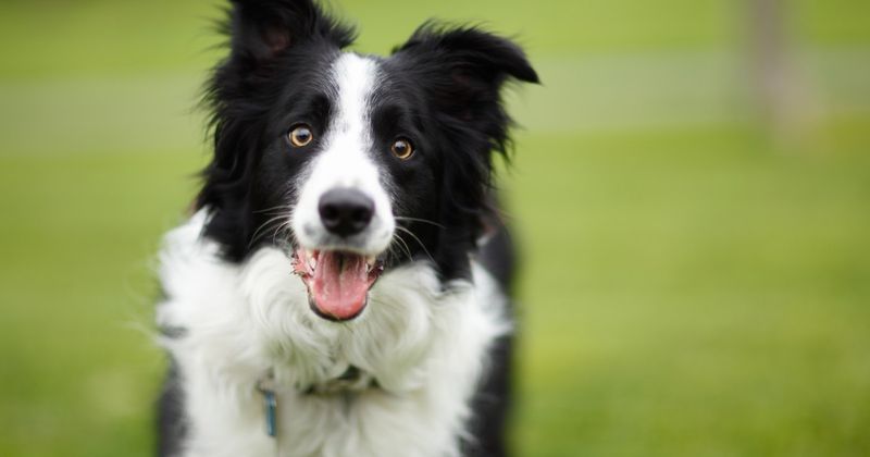 Breed Predisposition