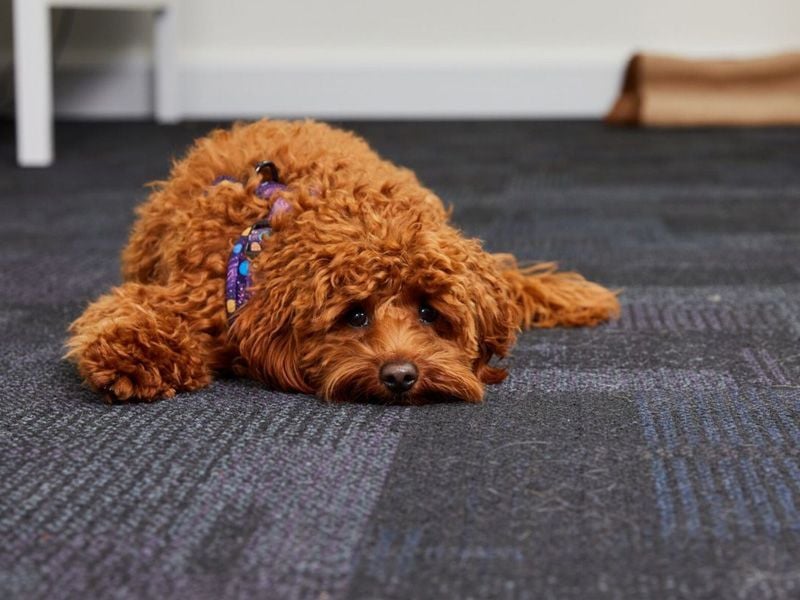 Toy Poodle: The Brilliant Basket Case