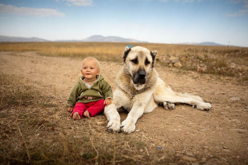Gentle Giants—With Those They Trust