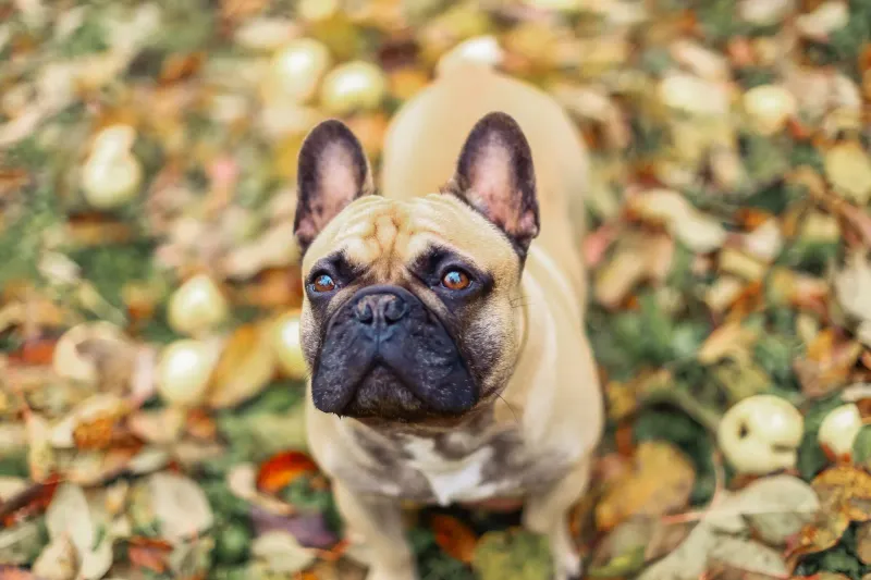 French Bulldog: Bat-Eared Companions with Brief Chapters