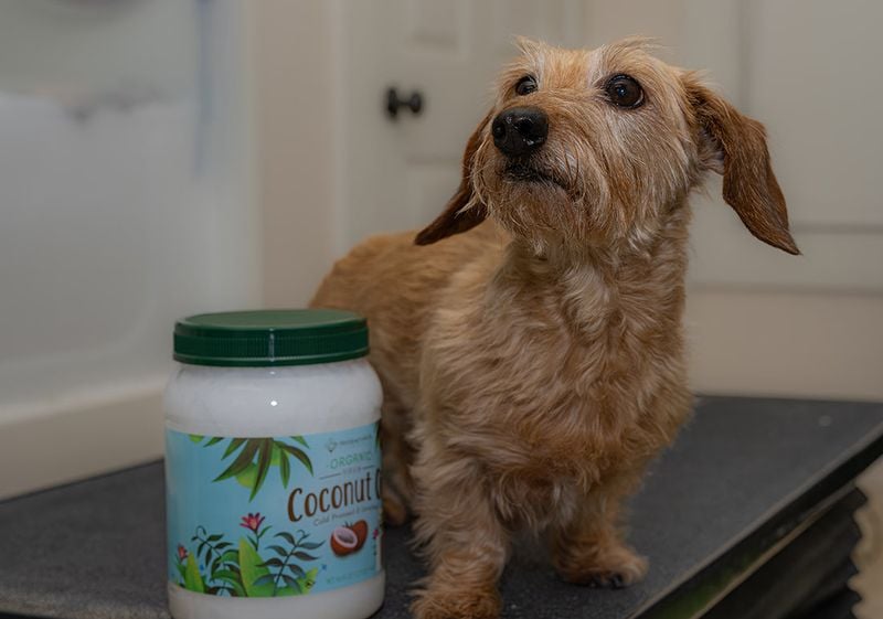 Coconut Oil Magic for Coat Health